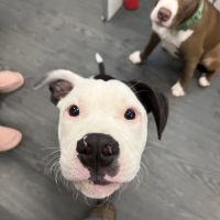 Primary Veterinary Care ico