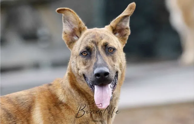 Cohutta Animal Clinic Picture 1