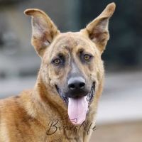Cohutta Animal Clinic ico
