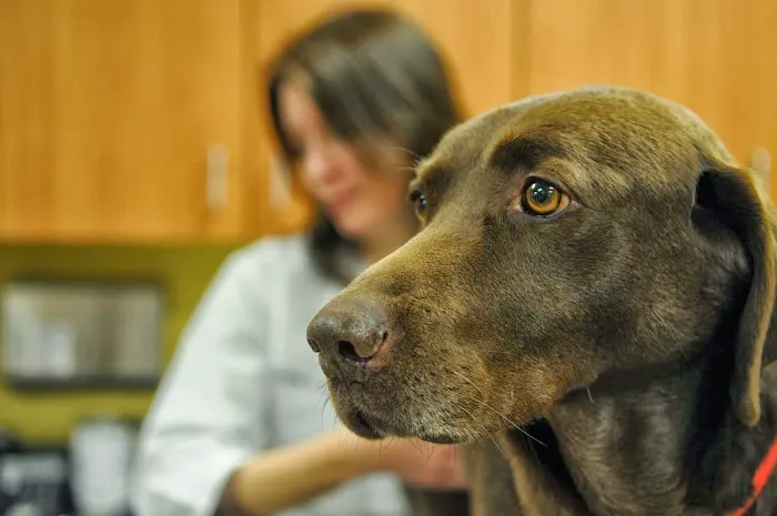 Atlantic Animal Hospital and Pet Care Resort Picture 8