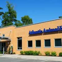 Atlantic Animal Hospital and Pet Care Resort ico
