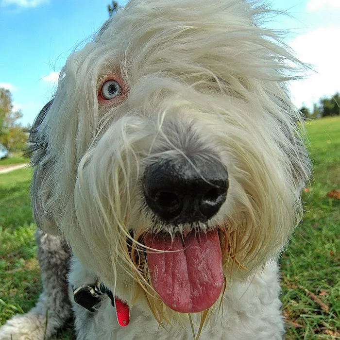 Atlantic Animal Hospital and Pet Care Resort Picture 7