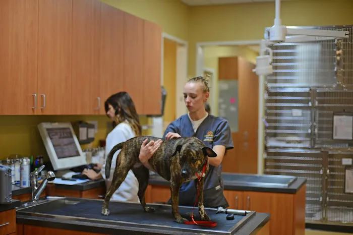 Atlantic Animal Hospital and Pet Care Resort Picture 10