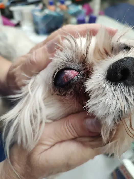 Animal Eye Care Picture 5