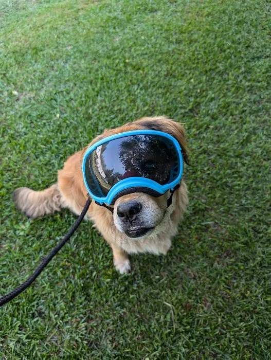 Animal Eye Care Picture 4