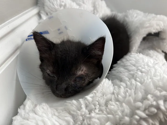 Animal Eye Care Picture 9