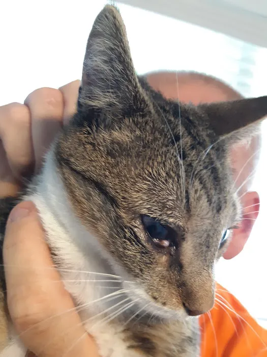 Animal Eye Care Picture 1