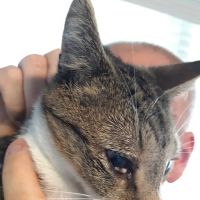 Animal Eye Care ico