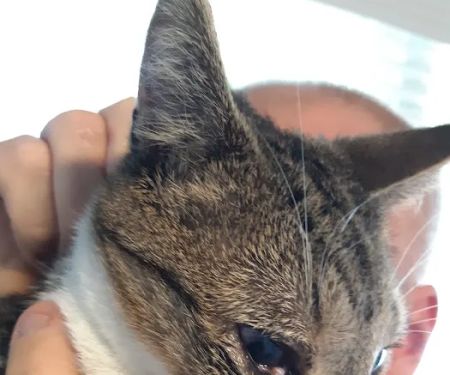 Animal Eye Care