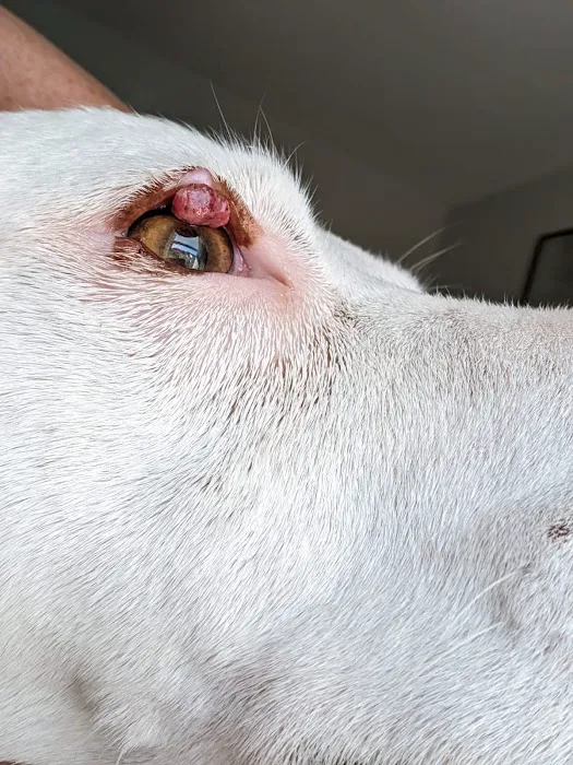Animal Eye Care Picture 7