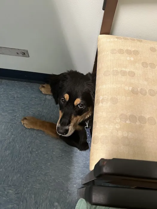 VCA Wrightsville Beach Animal Hospital Picture 9