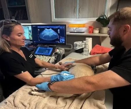 Carolina Veterinary Mobile Radiology Inc