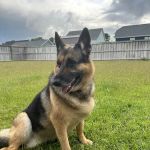 Coastal Pet Hospice