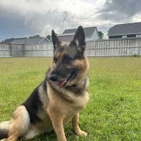 Coastal Pet Hospice ico
