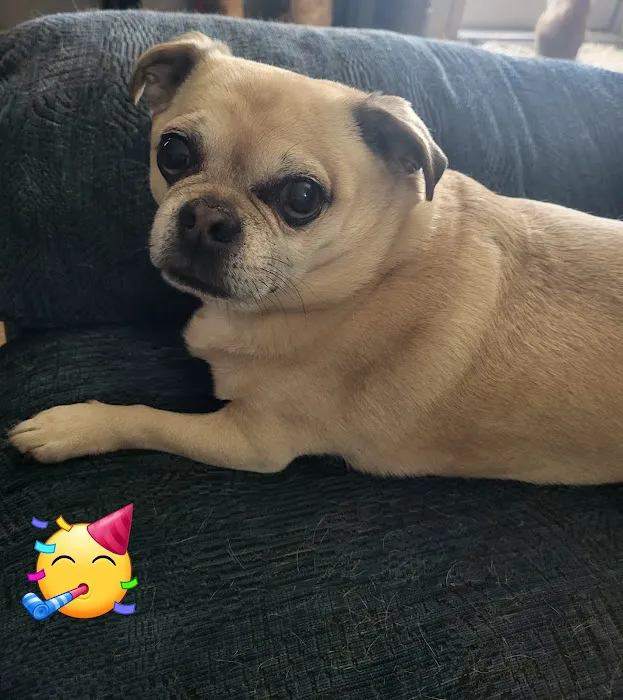 Leonard-Sykes Hospital for Pets Picture 8