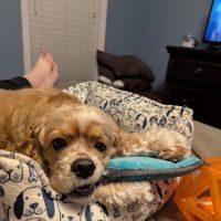 Leonard-Sykes Hospital for Pets ico