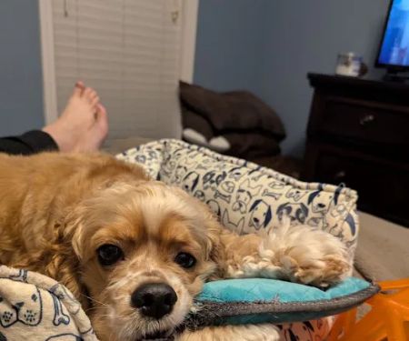 Leonard-Sykes Hospital for Pets