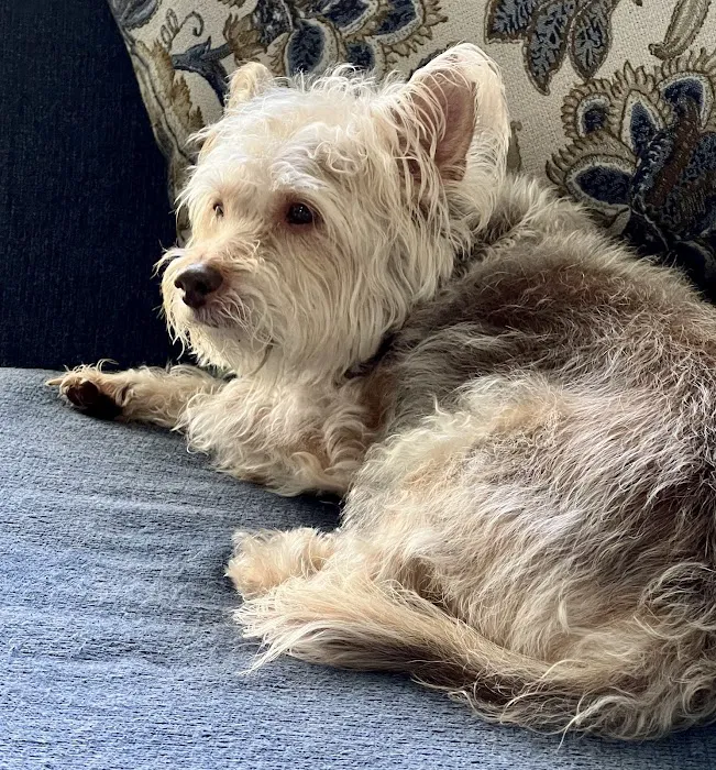 Leonard-Sykes Hospital for Pets Picture 5