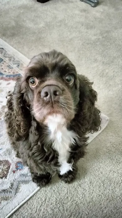 Leonard-Sykes Hospital for Pets Picture 6