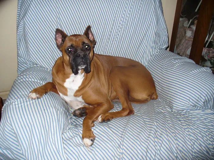 Highsmith Animal Hospital Picture 8