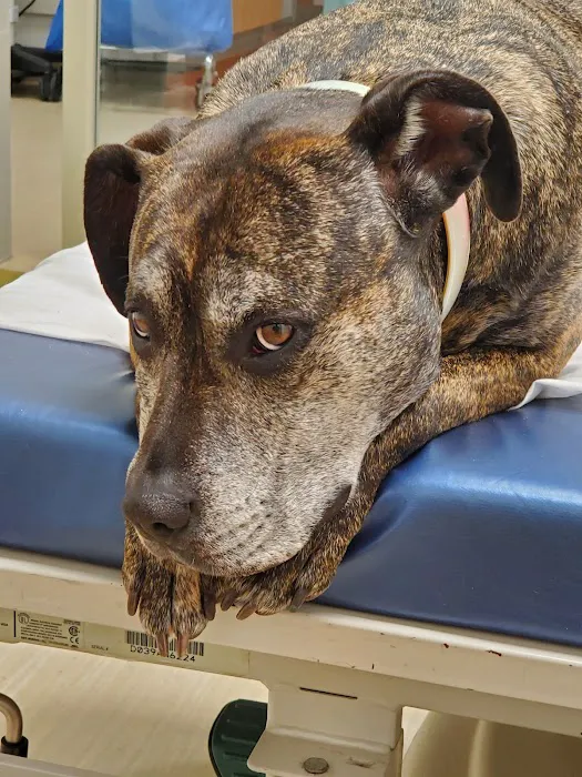 Floral Parkway Animal Hospital Picture 5