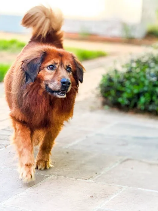 Floral Parkway Animal Hospital Picture 8