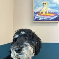 Truss Vet - Veterinary Urgent Care ico