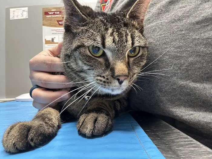 Hanover Regional Animal Hospital Picture 1