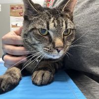 Hanover Regional Animal Hospital ico