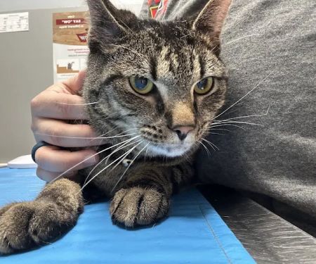 Hanover Regional Animal Hospital