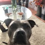 Vet Wellcare Vaccinations Clinic at Pet Supermarket