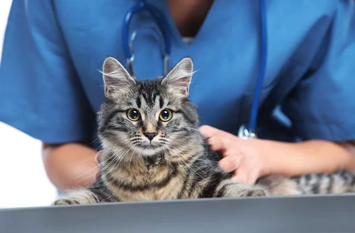 Animed Veterinary Hospital Picture 8