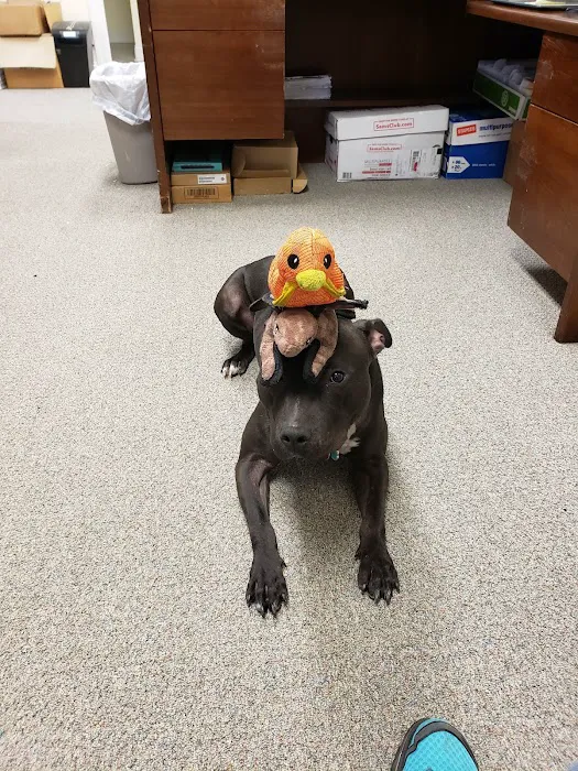 Animed Veterinary Hospital Picture 10