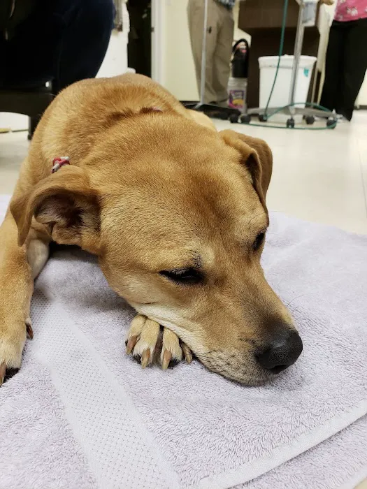 Animed Veterinary Hospital Picture 7