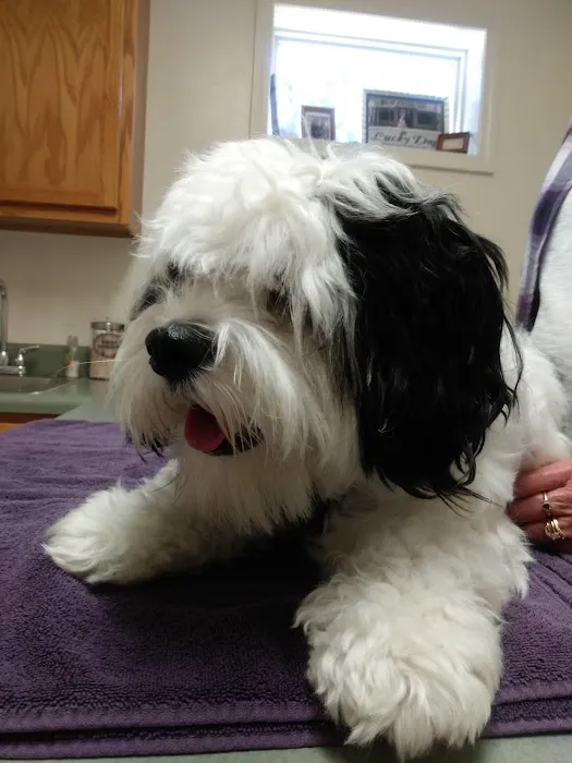 Four Oaks Pet Hospital Picture 3