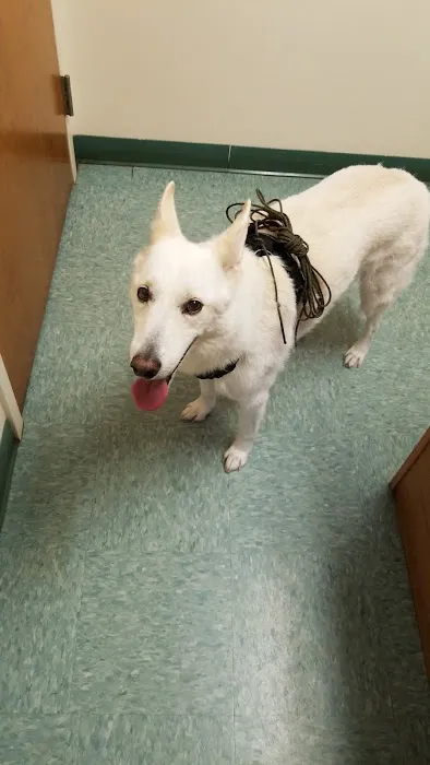 Four Oaks Pet Hospital Picture 4