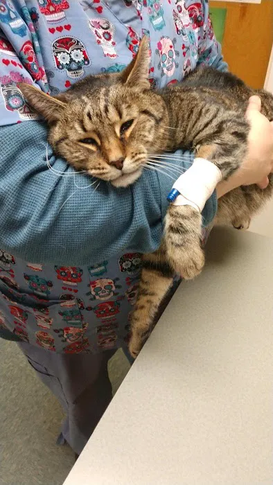 Four Oaks Pet Hospital Picture 8