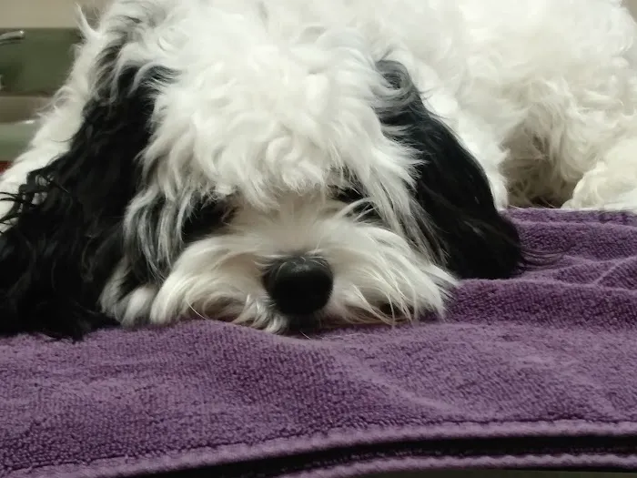Four Oaks Pet Hospital Picture 6