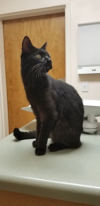Four Oaks Pet Hospital Picture 5