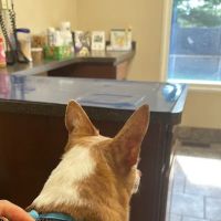 Animal Care Clinic ico