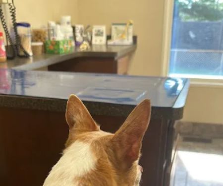 Animal Care Clinic