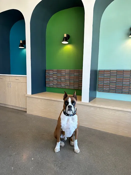 Blue Paw Primary Pet Care Picture 2