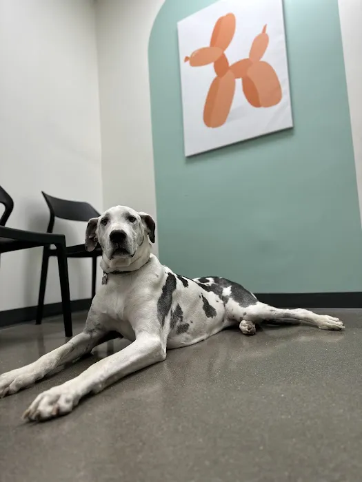 Blue Paw Primary Pet Care Picture 10