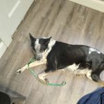Frankfort Veterinary Clinic