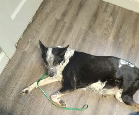 Frankfort Veterinary Clinic