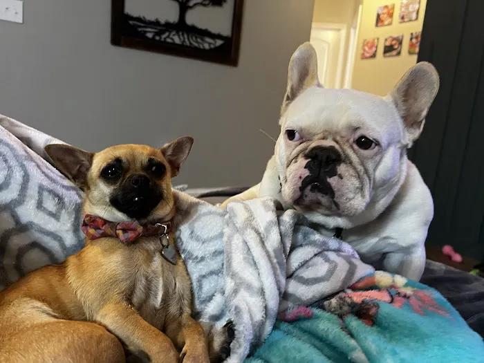 Frankfort Animal Clinic Picture 3