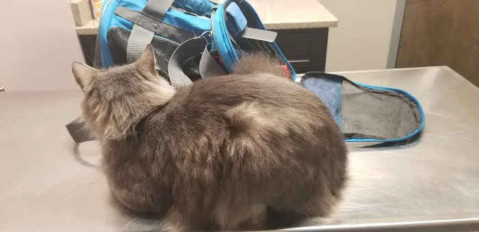 All Pets Veterinary Clinic Picture 2