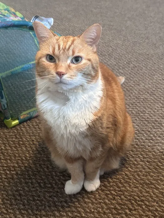 All Pets Veterinary Clinic Picture 7