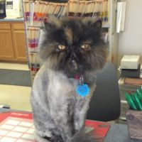 Town & Country Veterinary Center ico