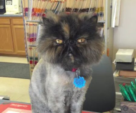 Town & Country Veterinary Center